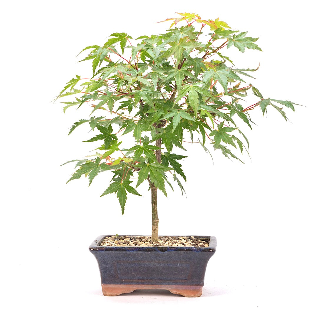 Fächer-Ahorn 'Acer palmatum'